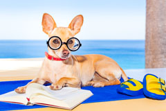 Silly Dog Reading on Beach